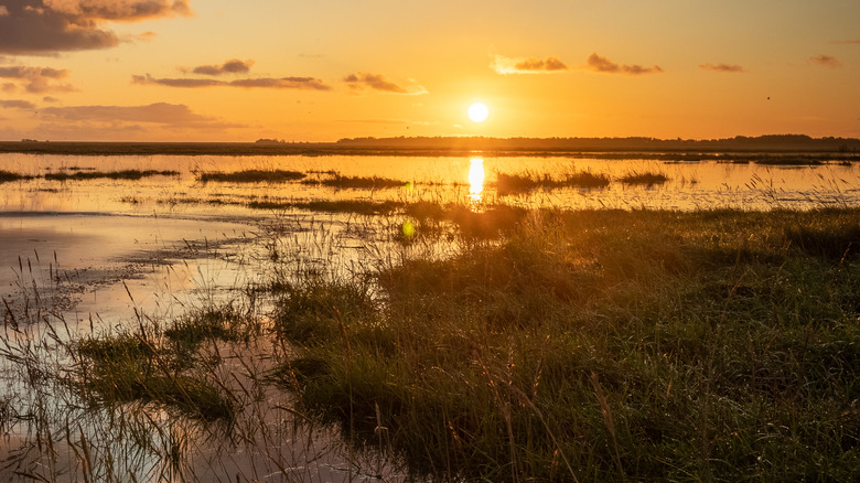 Bog at sunset