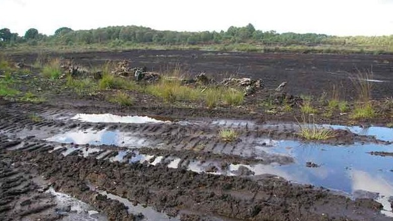Lindow Moss