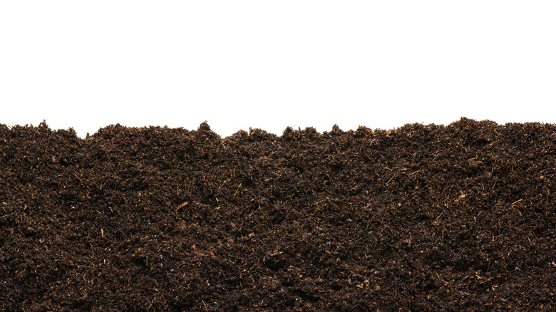Harvested peat moss
