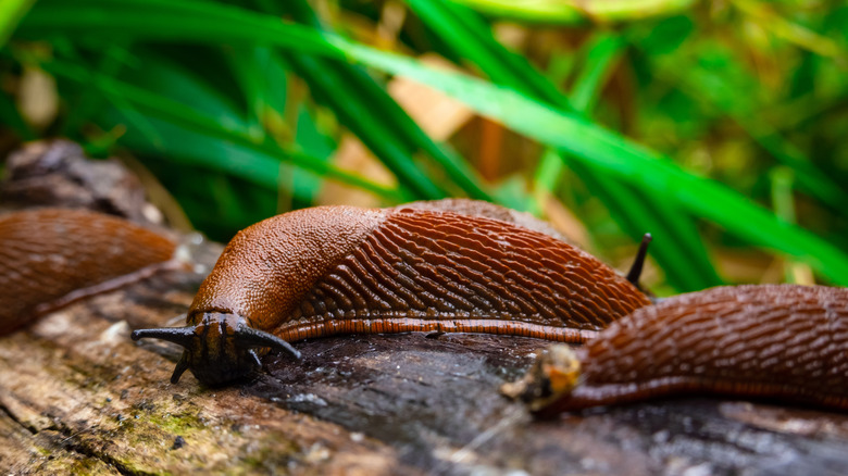 slugs in the forest