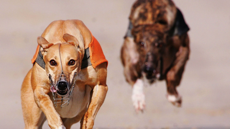 Greyhounds racing