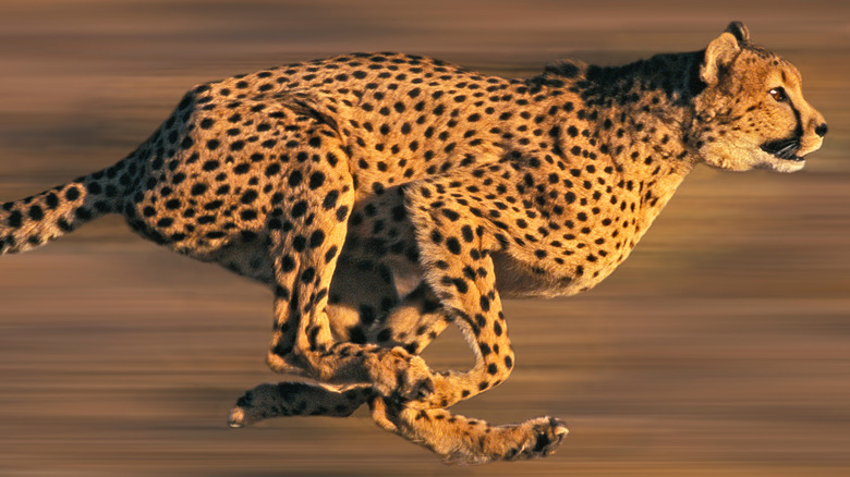 Cheetah running