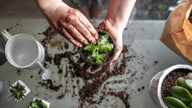 person putting flowers in a pot