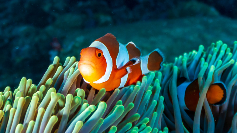 Clownfish