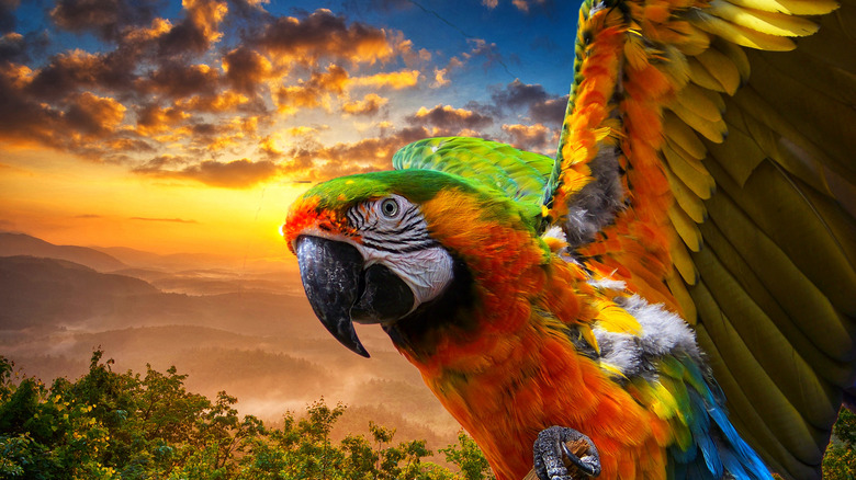 parrot on a branch