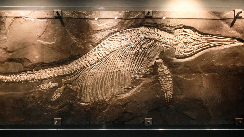  ichthyosaur fossil