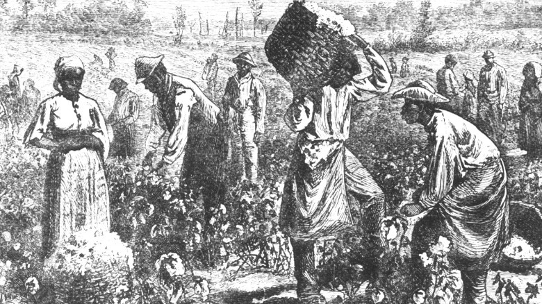 enslaved people America cotton