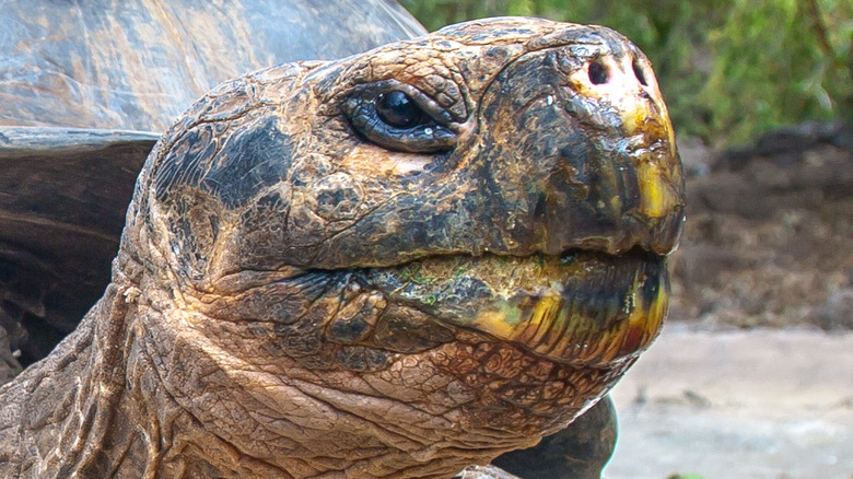 Galápagos Island giant tortoise
