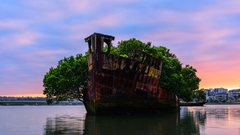 floating forest of homebush bay