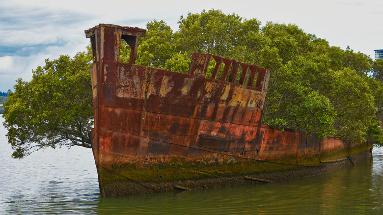 floating forest of homebush bay