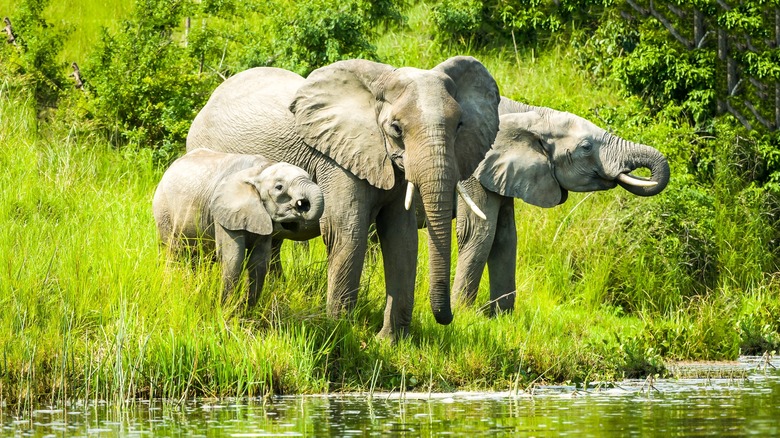 A group of elephants at the water's edge
