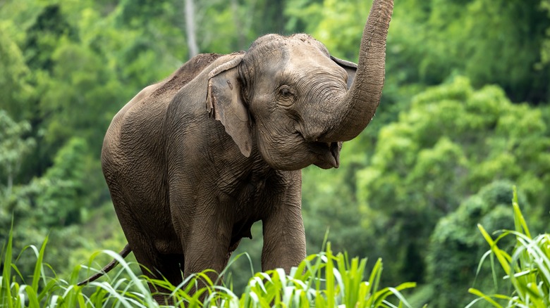 Elephant in grassy land with raised trunk
