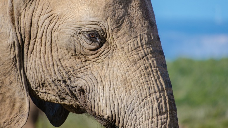 Close up of elephant's face