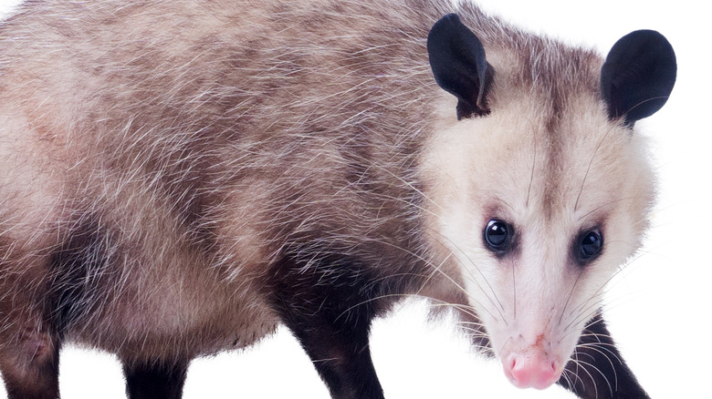Opossum blood to combat snakebite?