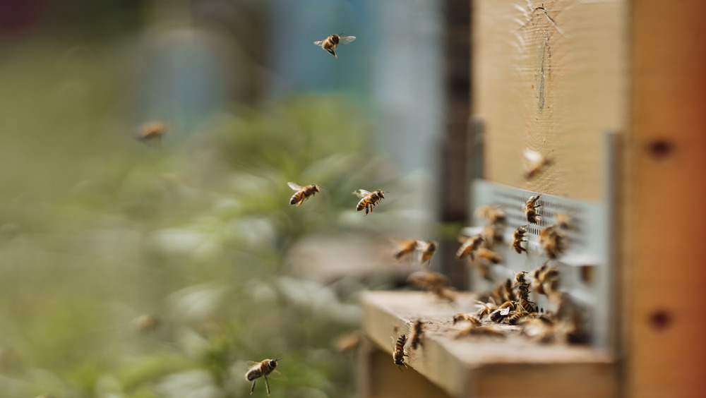 Bees and wooden hive