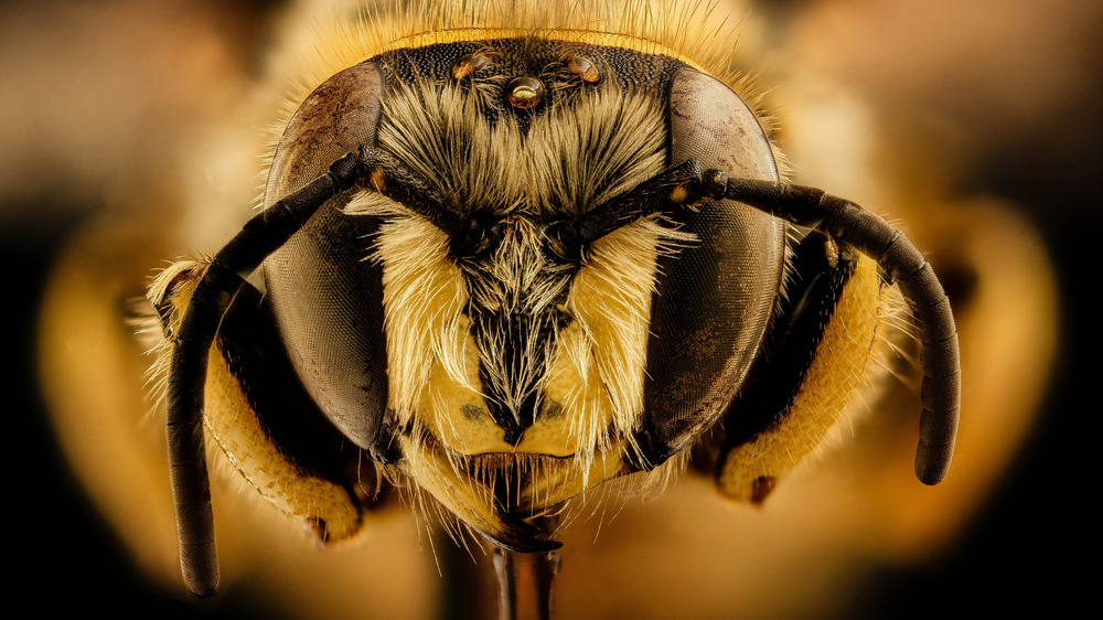 Bee eyes close up