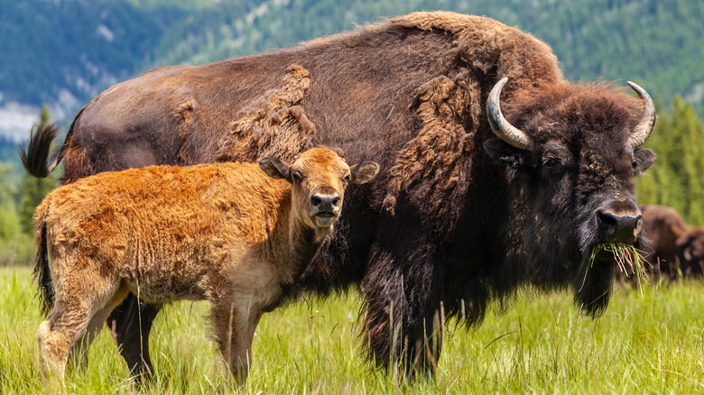 Bison and calf in meadow