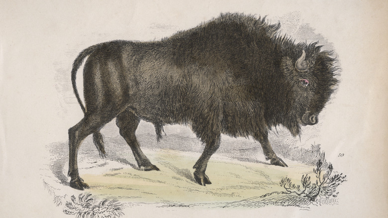 illustration of a bison from 1850