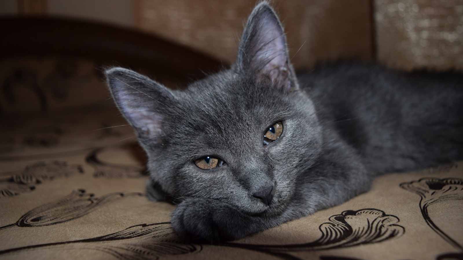 How Cat And Human Brains Are Eerily Similar