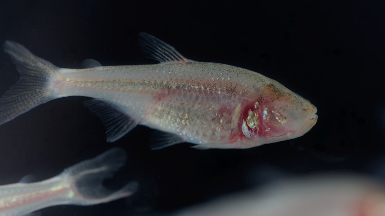 Blind cave tetra