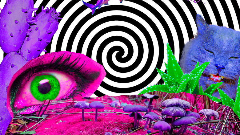 Psychedelic drug landscape