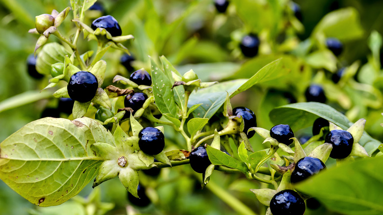 Belladonna plant and berries