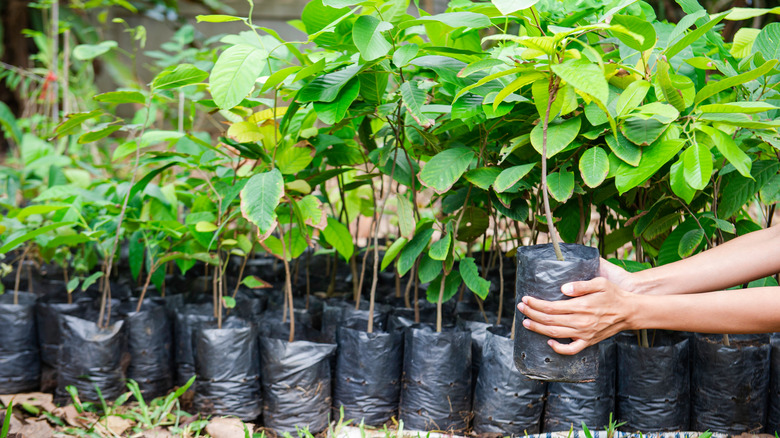 reforestation hands