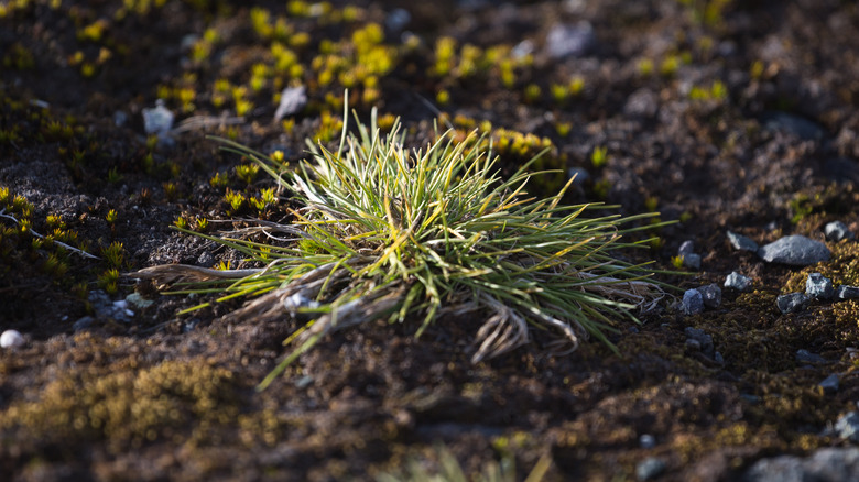 Tuft of Antarctic hair grass