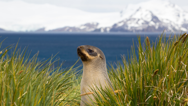 Seal in a patch of long grass