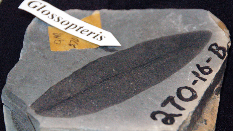 Leaf fossil from Antarctica