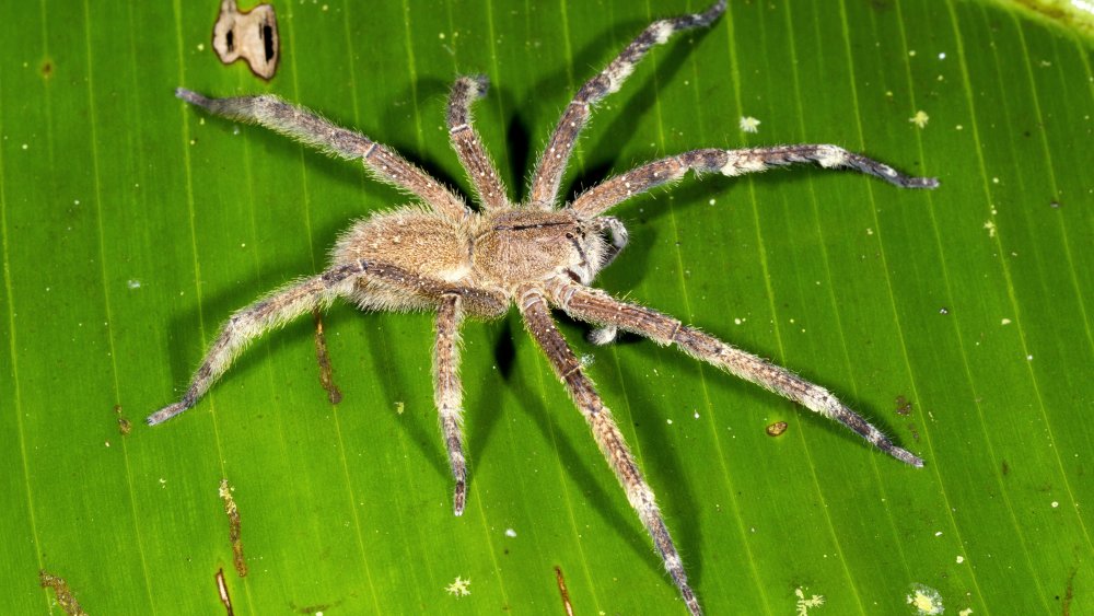 A Brazilian wandering spider
