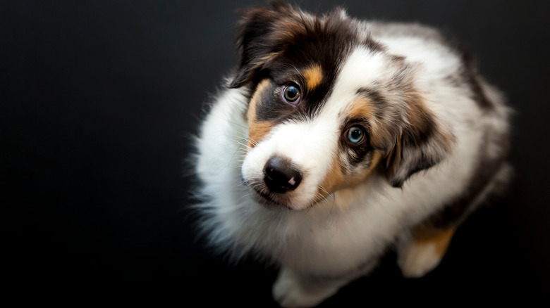 cute australian shepherd puppy