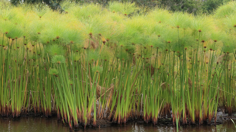 Papyrus plants