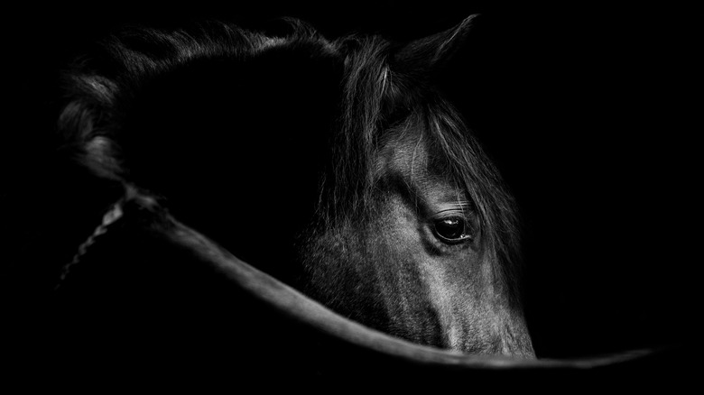 Black and white horse profile