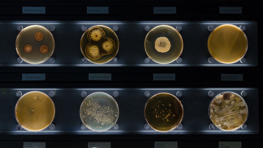 Bacteria