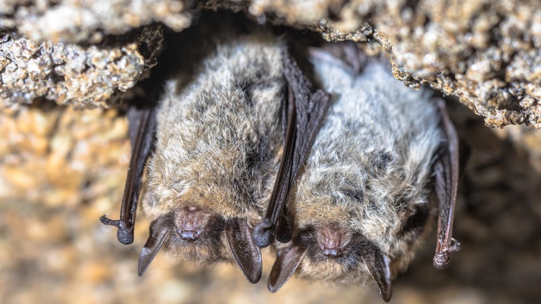 Two bats hibernating