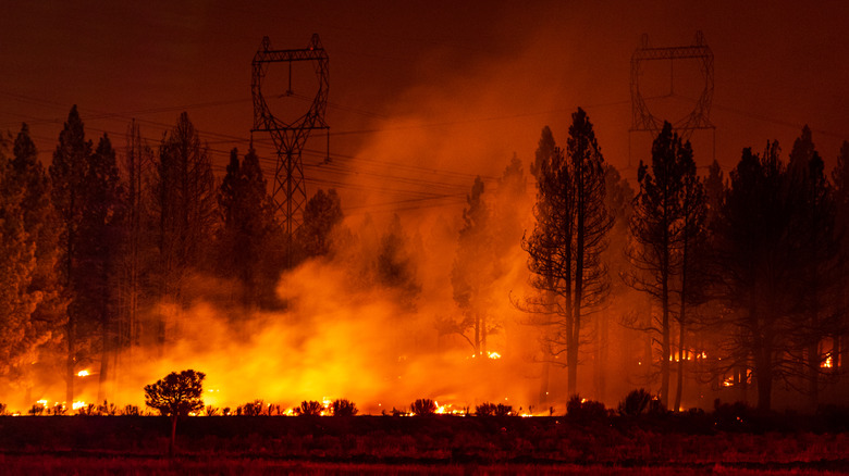 Wildfire burning trees near power lines