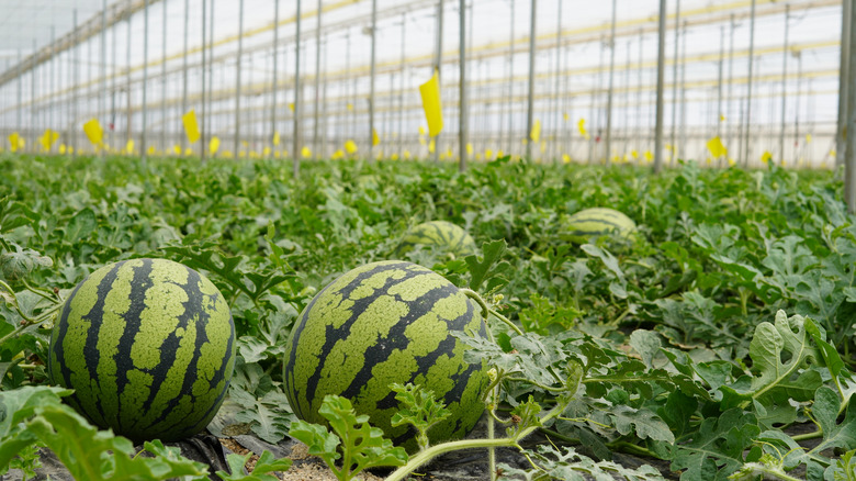 Watermelon vines in a hothouse 