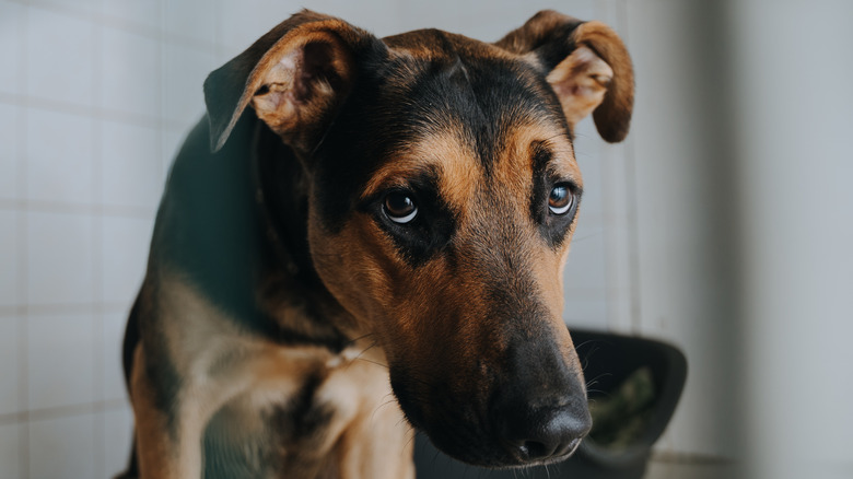 Submissive dog looking toward camera