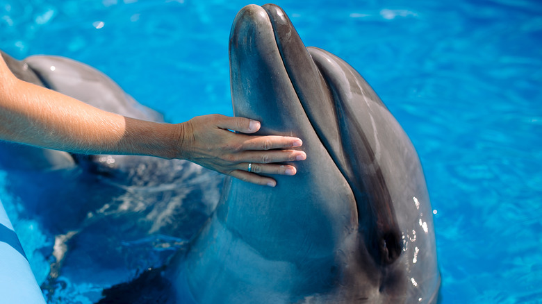 Dolphin in pool touched by human 