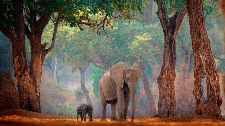 elephant walking rhrough forest with young