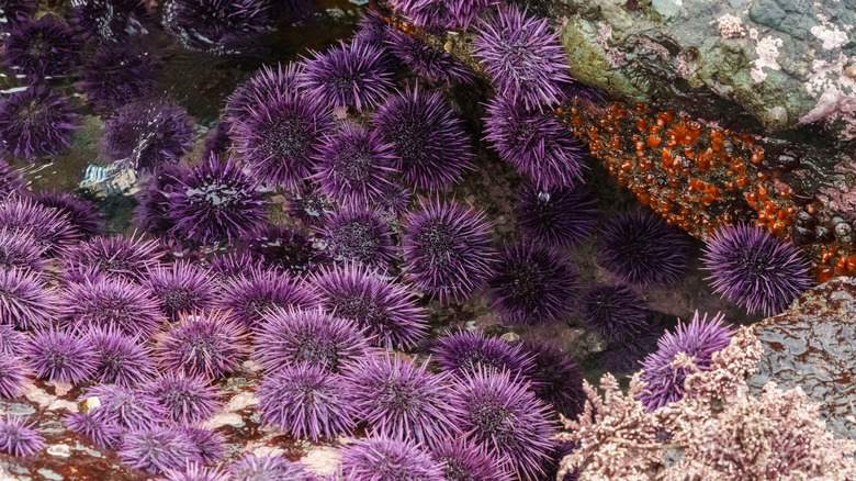 purple sea urchins on ocean floor