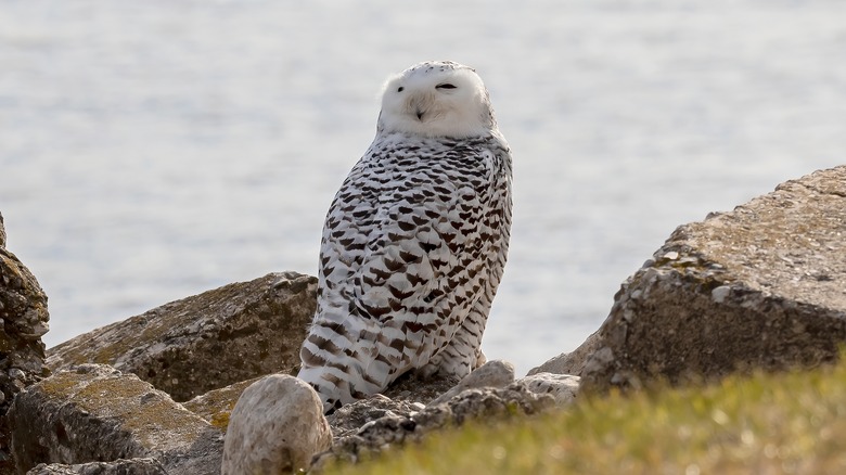 owl near the beach