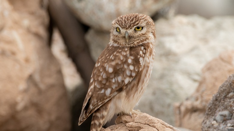 brown owl on rocks