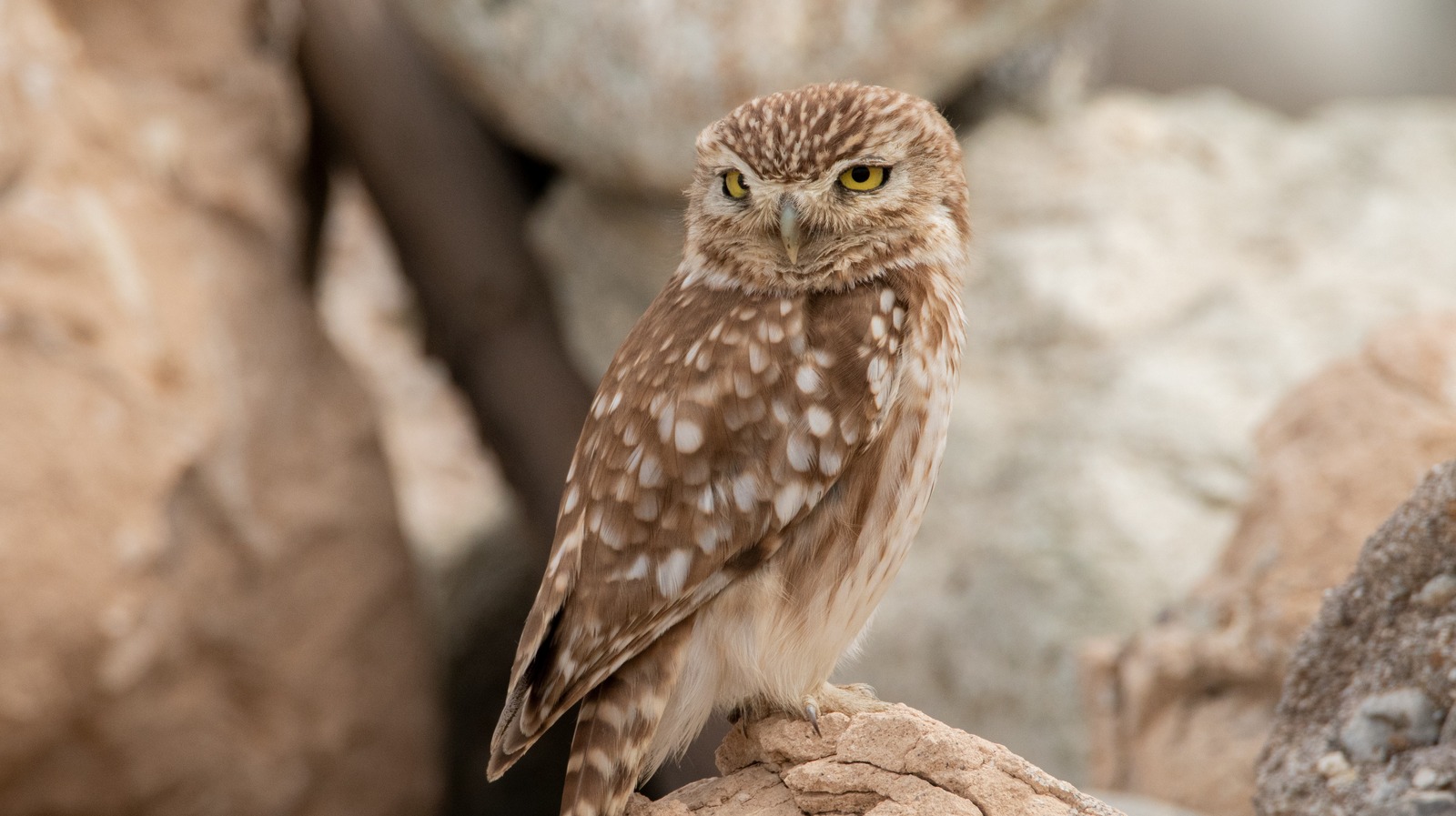 How Far Can An Owl Really Turn Their Head?