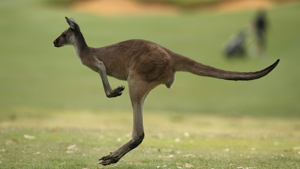 kangaroo