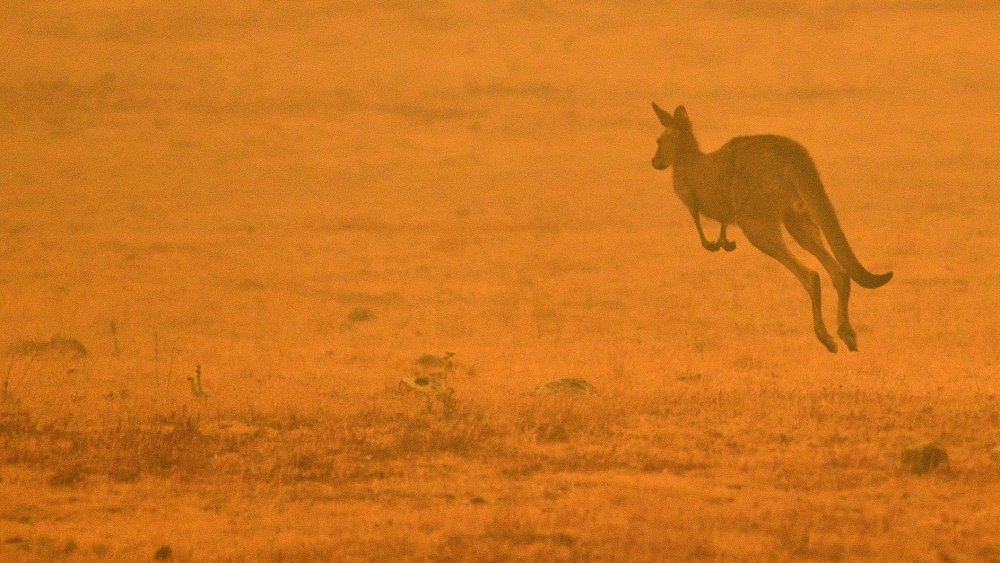 Kangaroo