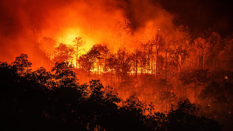 A forest fire at night