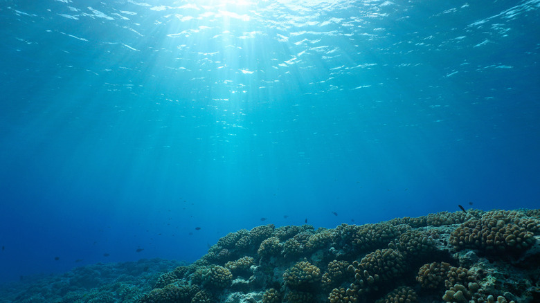 underwater seascape