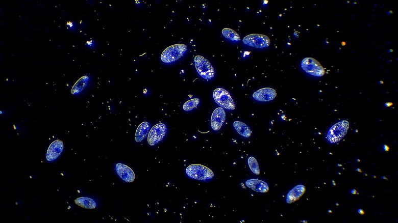 Single cell organisms floating